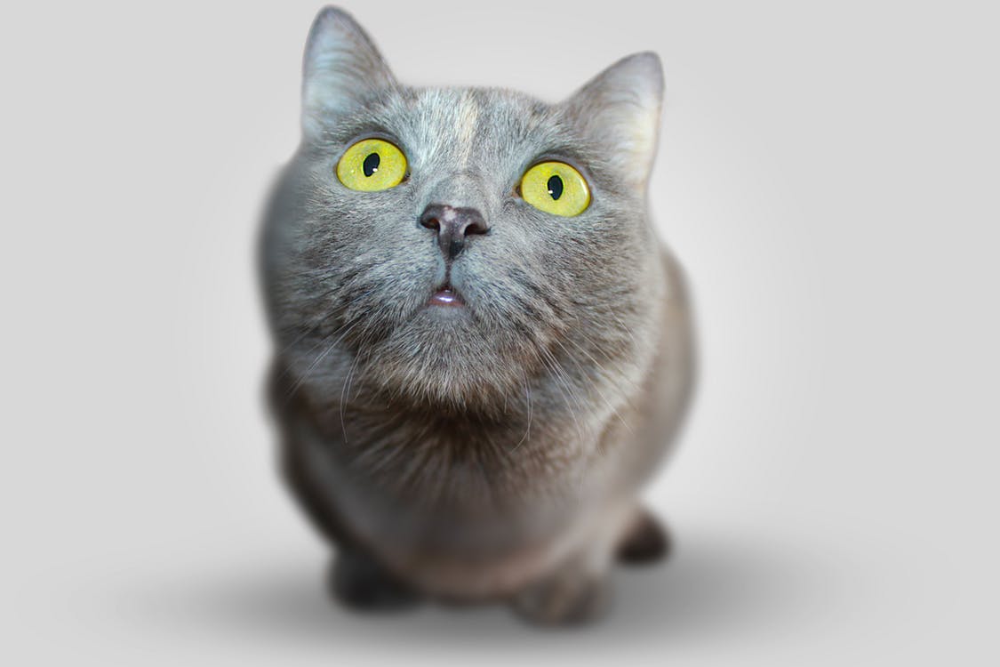 cat videos